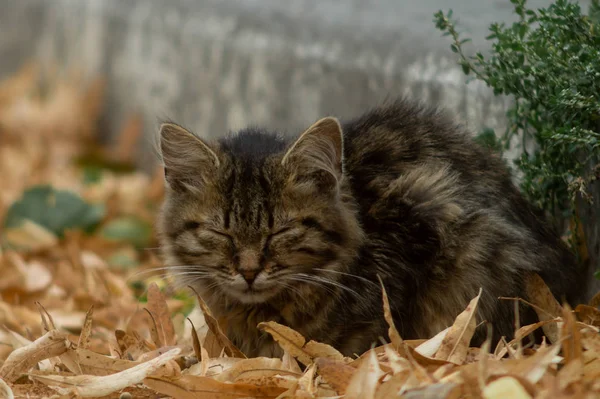 温顺的无家可归的小猫看着你 躺在干旱的秋叶里 — 图库照片