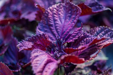 Mor fesleğen yaprakları. Yemek pişirme baharatı. Yakın çekim görünümü.
