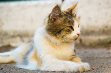 Üç erkeksi kedi asfaltta yatıyor ve sağa bakıyor. Kedi sakin görünüyor..