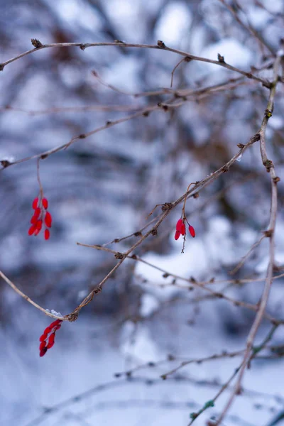 Красные Ягоды Ветке Белом Снежном Лесу Размытый Фон Фотографии — стоковое фото