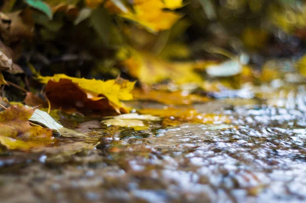 Mały Strumyk Jesiennym Parku Wiele Żółtych Liści Pierwszym Planie Niewyraźne — Zdjęcie stockowe