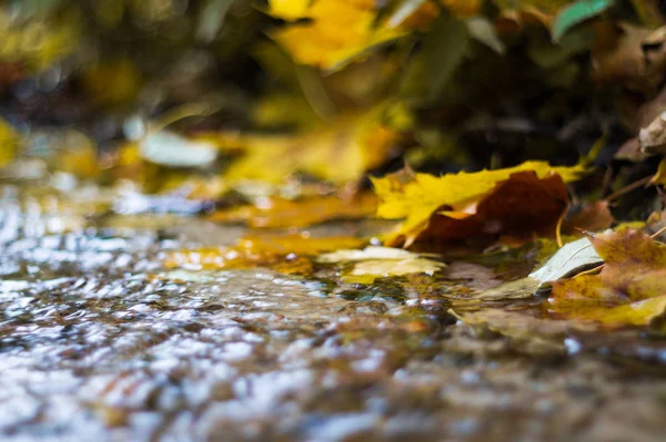 Маленький Ручей Осеннем Парке Много Желтых Листьев Переднем Плане Размытый — стоковое фото