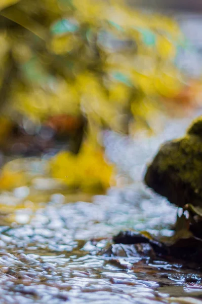 Kleiner Bach Herbstpark Viele Gelbe Blätter Vordergrund Und Verschwommener Hintergrund — Stockfoto
