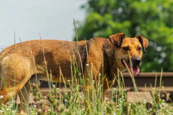 Hemlös Hund Bredvid Järnvägen Söker Mat Varm Dag — Stockfoto