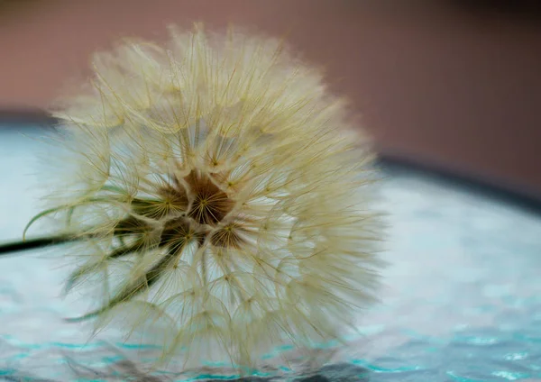 Dandelion Flower Seeds Glass Clear Table — Stock Photo, Image