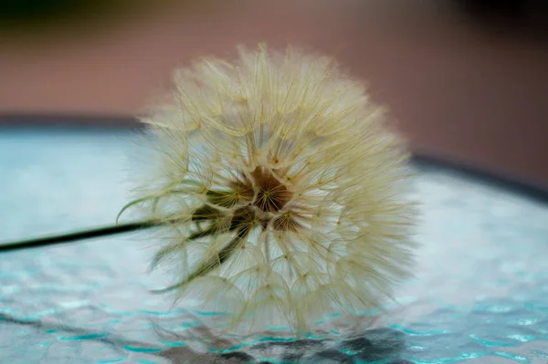 Kwiat Mniszka Lekarskiego Nasionami Szklanym Stole — Zdjęcie stockowe