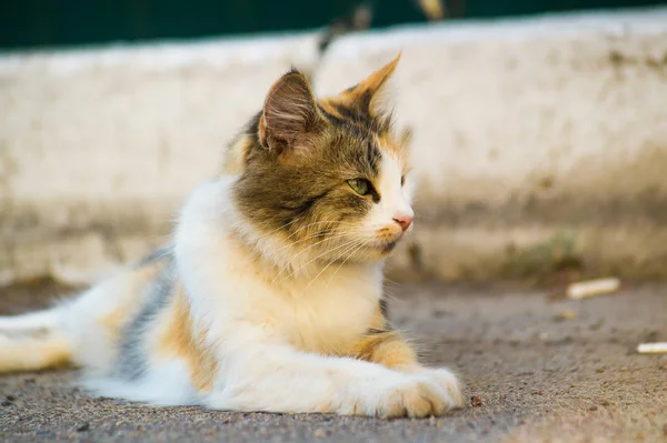 Gato Tres Machos Yace Sobre Asfalto Mira Derecha Gato Tranquilo — Foto de Stock