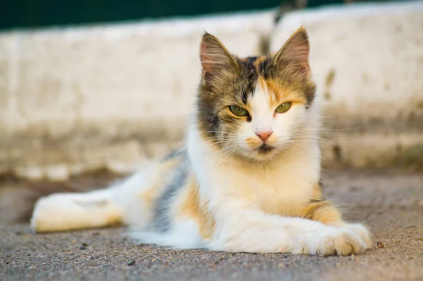 Gato Carismático Tres Machos Yace Sobre Asfalto Recto Fondo Está — Foto de Stock