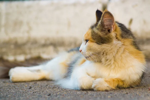 Three Masculine Cat Lies Asphalt Looks Left Cat Looks Calm — Stock Photo, Image