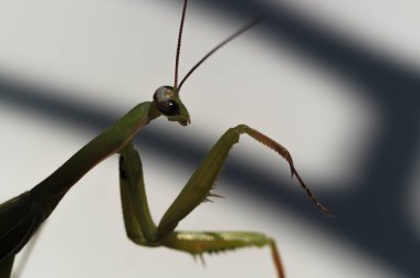 Çerçevede bıyıklı ve pençeli erkek yeşil peygamber devesi..