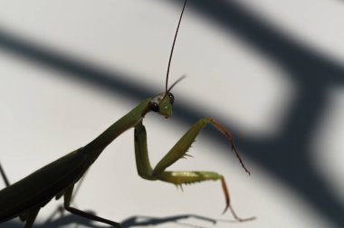 Bıyıklı ve pençeli yeşil peygamber devesi sana bakıyor. Gölgeli beyaz arka planda peygamber devesi.