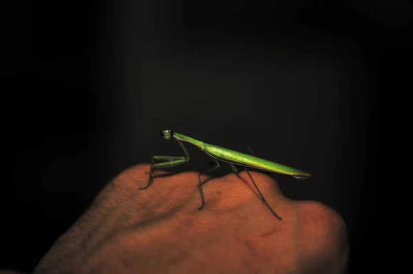 Mantis Verde Fêmea Mão Homem Vista Perto Fundo Escuro Mantis — Fotografia de Stock