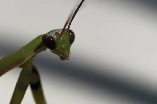 雌性绿螳螂看着你 有阴影的白色背景的螳螂 — 图库照片