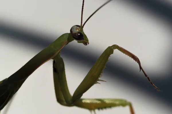 Mantis Verde Masculina Con Bigote Patas Marco — Foto de Stock