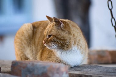 Tek gözlü kırmızı kedi tahta tahtaların üzerinde yatıyor. 