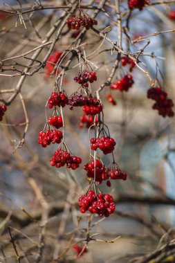 Erken ilkbaharda dallarda viburnum meyveleri