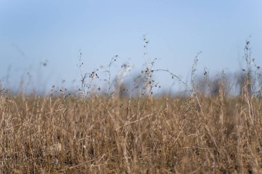 Bulanık arka plan üzerinde yakın çekim kuru alan çim. Minimal derinlik 