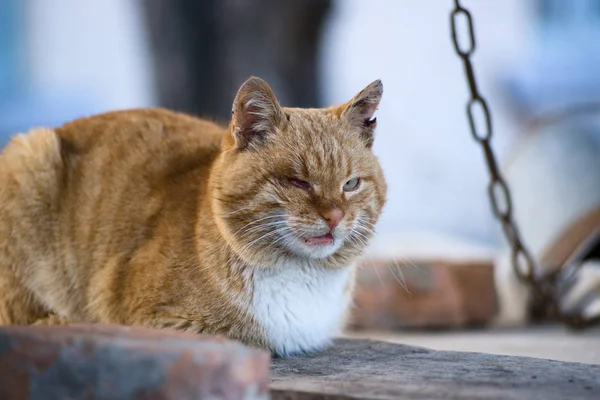Одноокий червоний кіт лежить на дерев'яних дошках — стокове фото