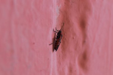 Pembe duvardaki kırmızı hata. Arkaplanı bulanık..