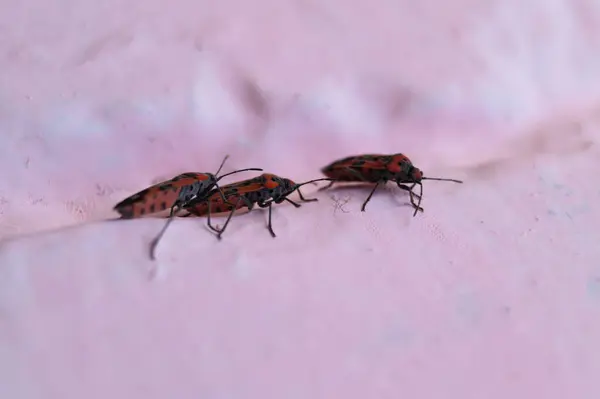 Lot Redbugs Pink Wall Blurred Background — 스톡 사진