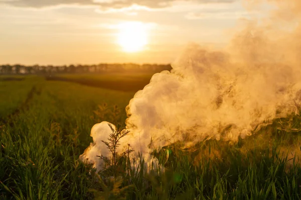 Smoke Bomb Young Wheat White Smoke Grass Evening Sun Sun Royalty Free Stock Photos