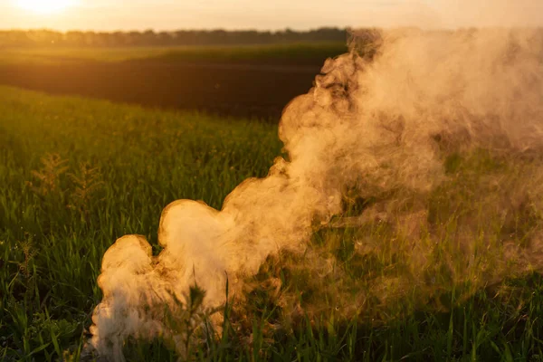 Big Strikeball Smoke Grenade Young Wheat White Smoke Grass Evening Royalty Free Stock Images