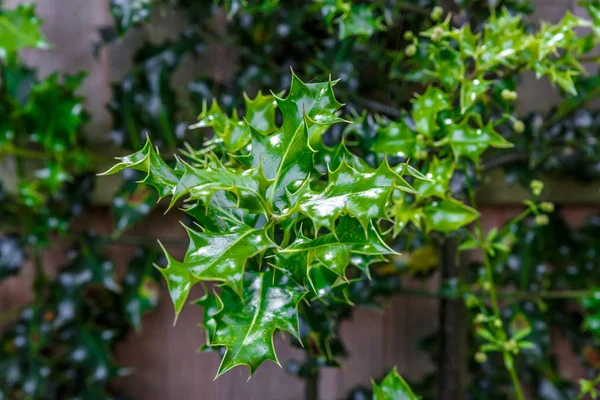 英国式庭園の典型的な植物のクローズ アップ — ストック写真