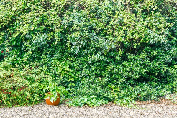 Syn Bakgrund Typisk Innergård Engelska Hus — Stockfoto