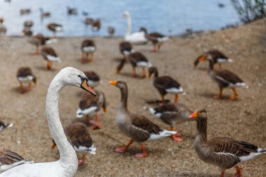 Farklı boyutlarda bir kıyısında birçok ördek sürüsü