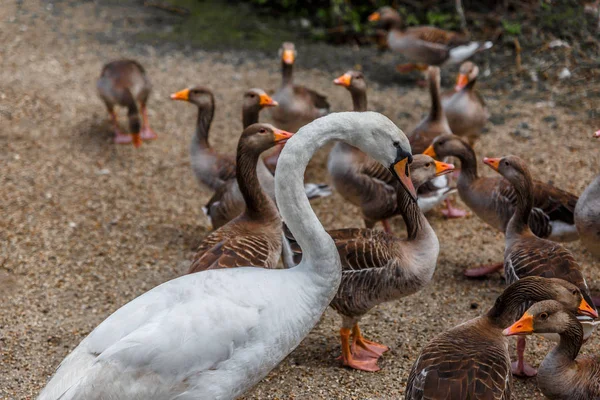 Una Manada Muchos Patos Diferentes Tamaños Descansando Pacíficamente Una Orilla —  Fotos de Stock