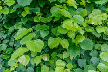 Aynı tür ve farklı boyutlarda yeşil yaprakların arka plan