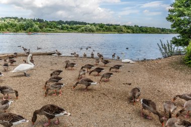 Büyük bir nehir kıyısında yemek ördek güzel bir grup görünümünü