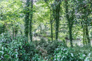 Orman peyzaj bitki örtüsünün tam