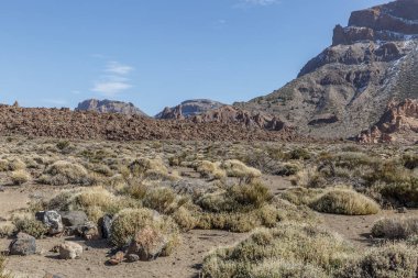 Bazı bitki örtüsü Teide Milli Parkı, ada Tenerife, Kanarya Adaları ile çöl alanı görünümünü