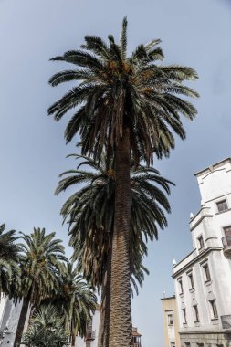 Grup ve palmiye ağaçlarının, güzel bir güneşli gün, Tenerife
