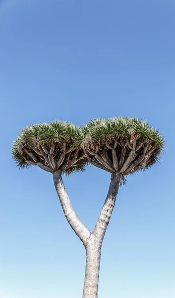 Hermoso Estilizado Árbol Drago Árbol Típico Las Islas Canarias España — Foto de Stock