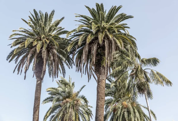 Bazı Güzel Palmiye Ağaçları Görünümünü Güneşli Bir Günde Kanarya Adaları — Stok fotoğraf