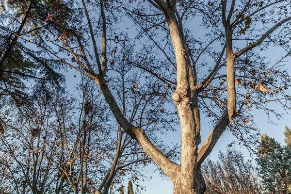 Vista Dos Ramos Uma Árvore Estação Outono Dia Sem Nuvens — Fotografia de Stock