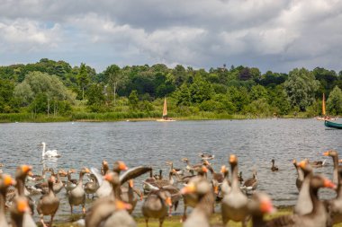 Bir nehir ve ördekler bir grup güzel manzara
