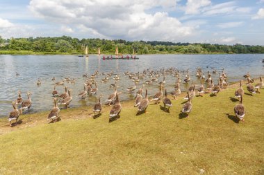 Gri ördek güneşli bir günde bir nehir kenarına doğru çalışan büyük kolonisi