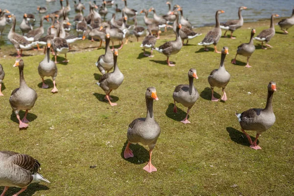 Gran Grupo Patos Saliendo Del Agua Corriendo Por Césped —  Fotos de Stock