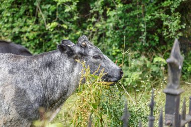 Yeşil bir çayırda koyu renkli inek