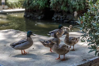 Ördek güzel bir bahçe içinde bir havuzda grup