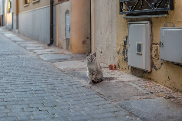 Küçük Bir Kasaba Spanya Bir Sokakta Güzel Gri Kedicik — Stok fotoğraf