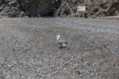 İspanya bir plaj kum üzerinde tünemiş bir martı