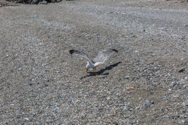 Bir martı bir şey İspanya bir plaj kum yiyor