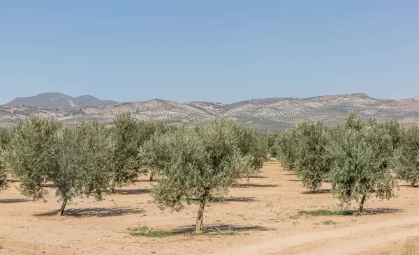 Καλλιέργεια Της Ελιάς Στην Επαρχία Της Γρανάδα Βουνά Στο Φόντο — Φωτογραφία Αρχείου