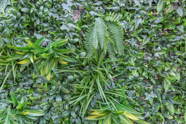 Achtergrond Van Prachtige Emerald Groene Planten Tropische Stijl — Stockfoto