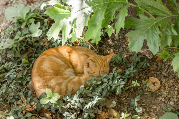 Pretty light brown kitten sleeping peacefully in a garden