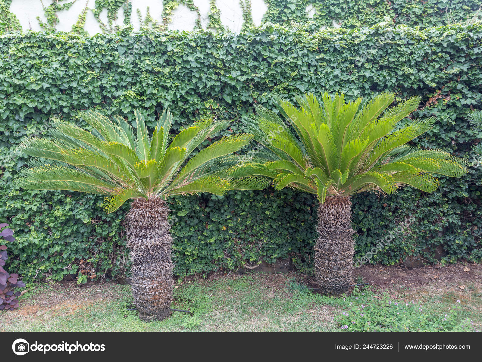 Small Palm Trees Victoria Gardens Orotava Tenerife Island Spain